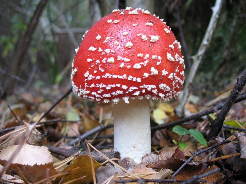 2008 10  Myco avec l 'ANY 15